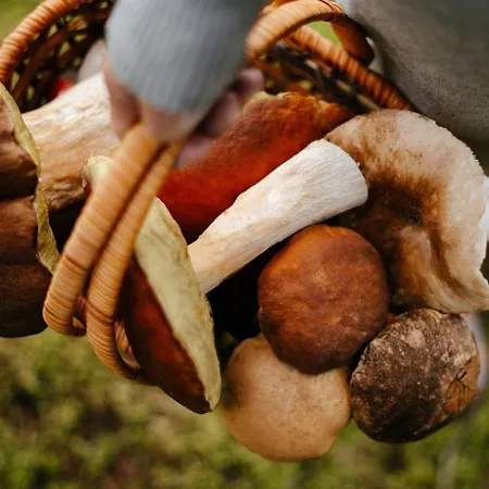 Na Vyhledech * Loučná pod Klínovcem