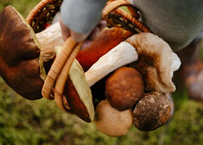 Na Vyhledech * Loucna pod Klinovcem